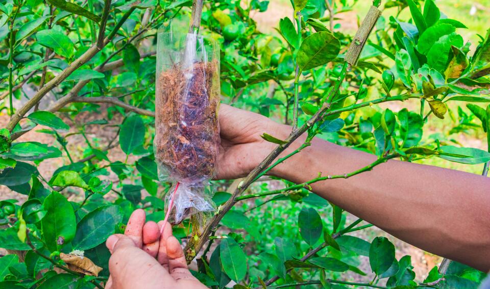 Why Are Bags of Dirt Hanging on Trees?