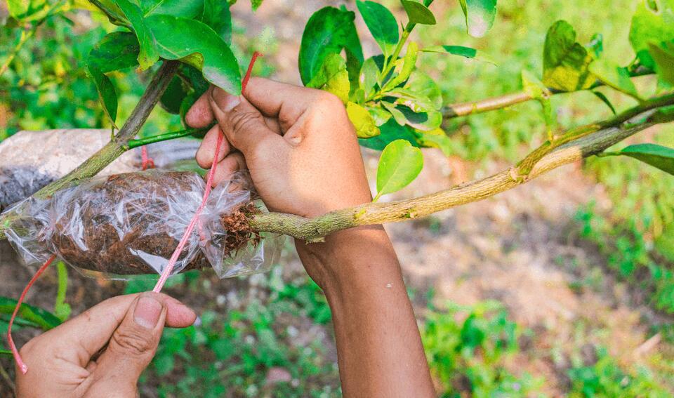 Why Are Bags of Dirt Hanging on Trees?