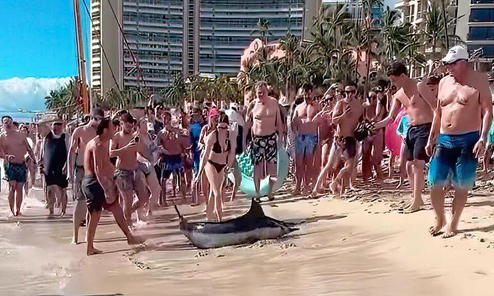 Wild marlin shakes up Waikiki beach day