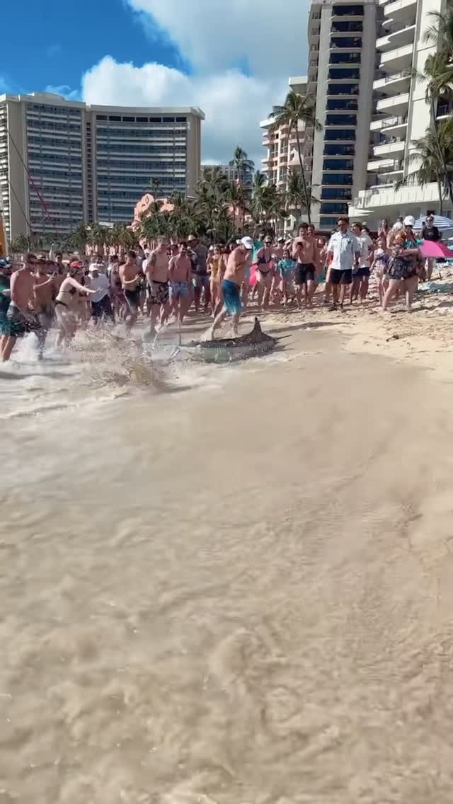 Wild marlin shakes up Waikiki beach day