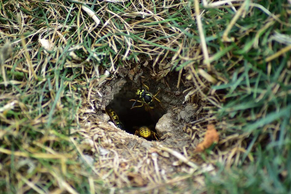 Yellow jackets are back—here’s how to stay safe