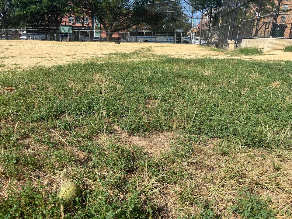 Brooklyn ballfield battle: Dogs vs. Little League