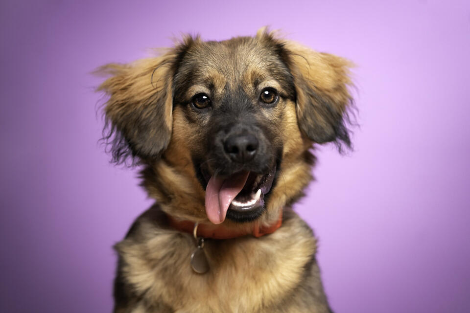 What Your Dog Secretly Wants on Spoil Your Dog Day