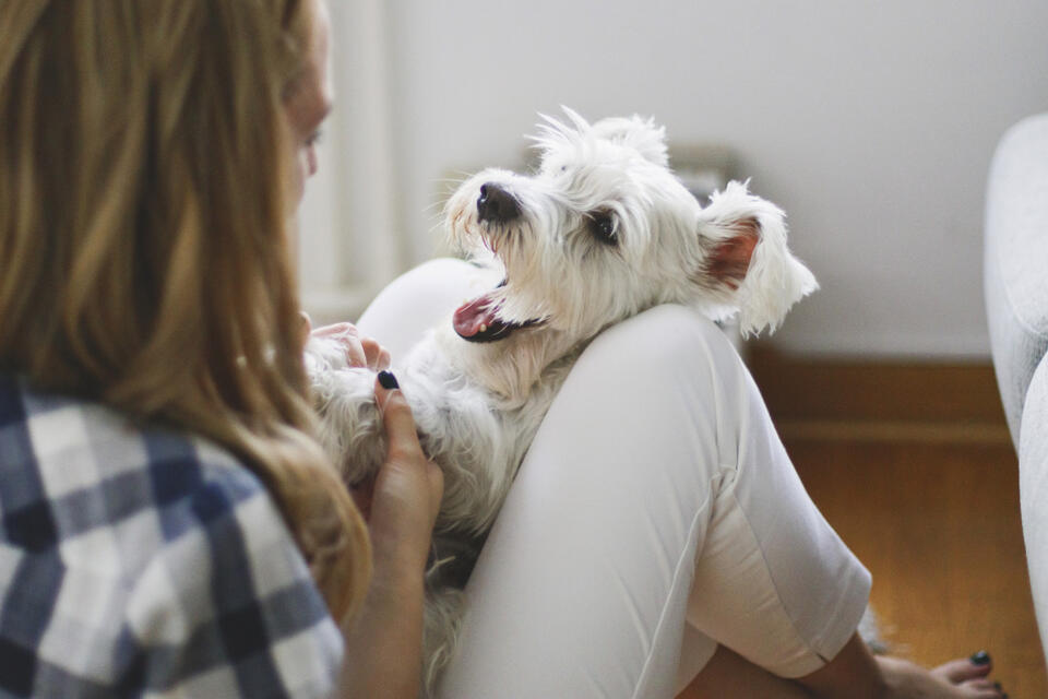 What Your Dog Secretly Wants on Spoil Your Dog Day