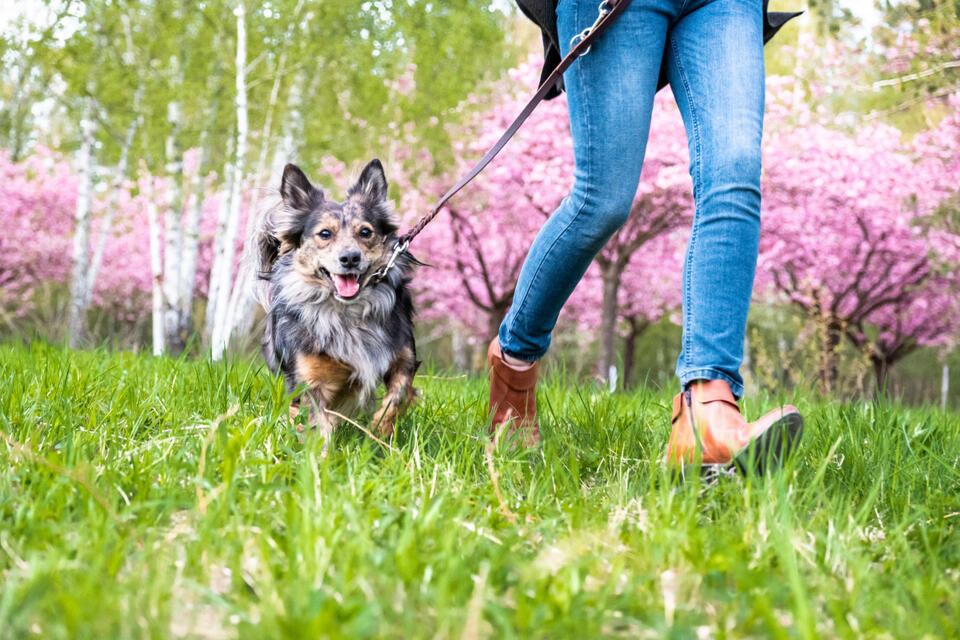 What Your Dog Secretly Wants on Spoil Your Dog Day