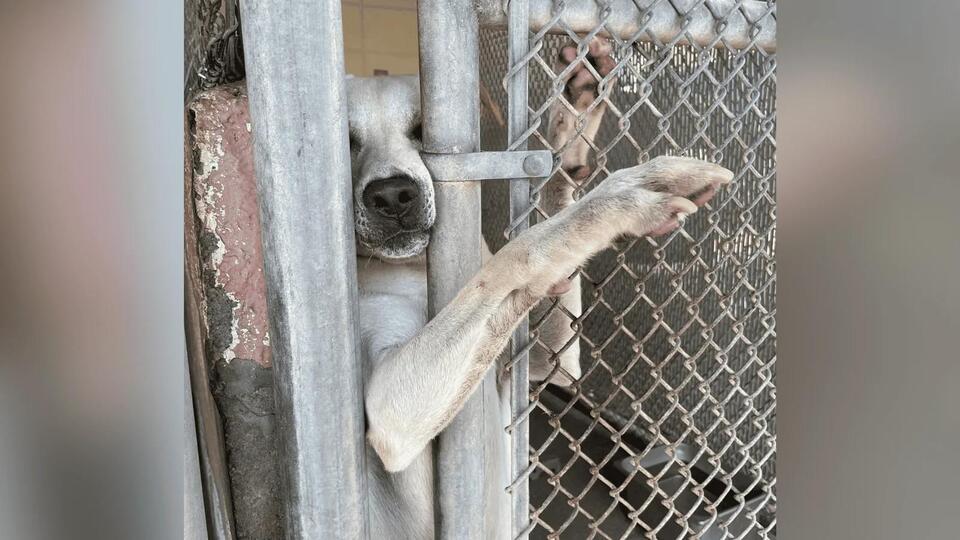 A shelter dog’s simple plea changed his fate