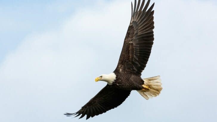 Wisconsin’s Bald Eagle Takeover?!
