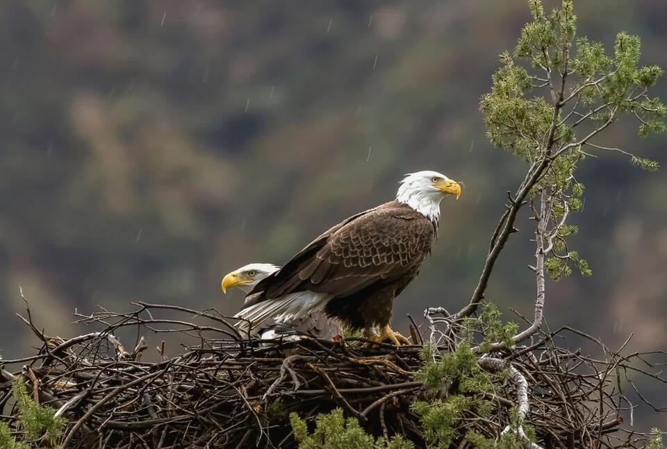 Wisconsin’s Bald Eagle Takeover?!