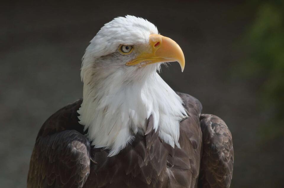 Wisconsin’s Bald Eagle Takeover?!