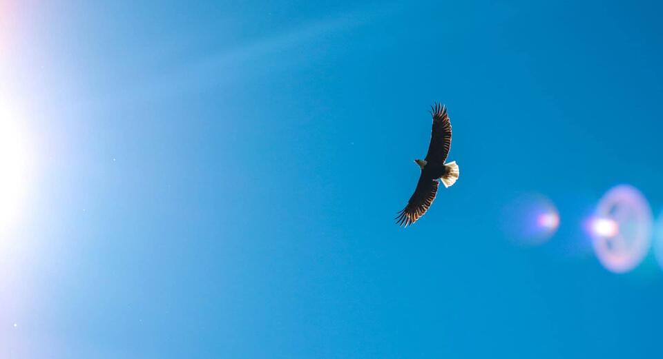 Wisconsin’s Bald Eagle Takeover?!