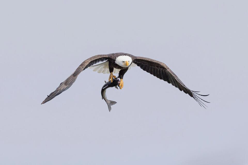 Wisconsin’s Bald Eagle Takeover?!