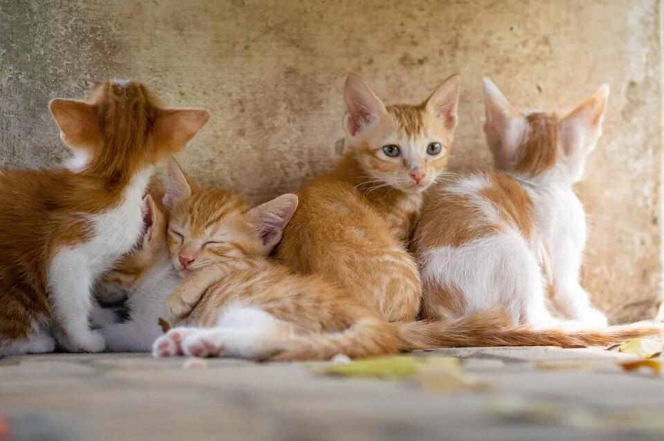 Your Cat’s Secret Love Language Revealed