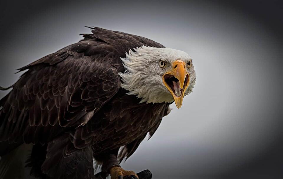 Wisconsin’s Bald Eagle Takeover?!