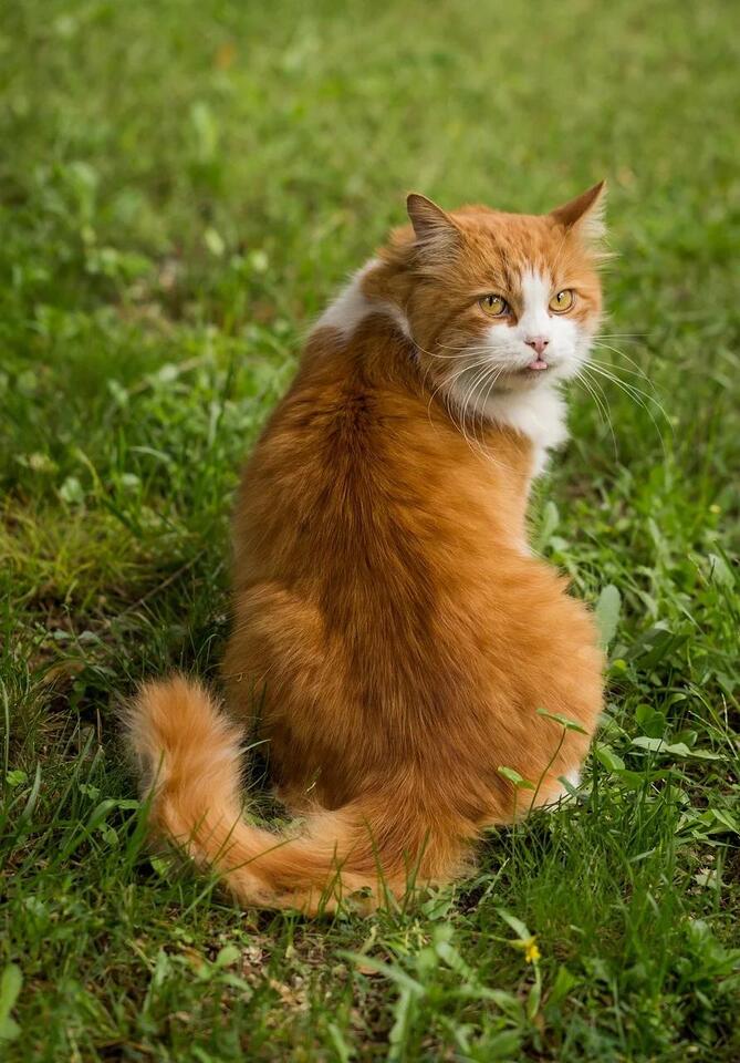 Your Cat’s Secret Love Language Revealed