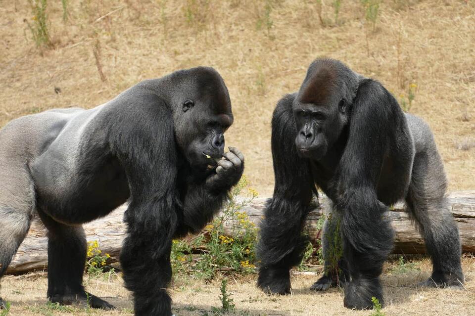 Animals That Know Themselves?!