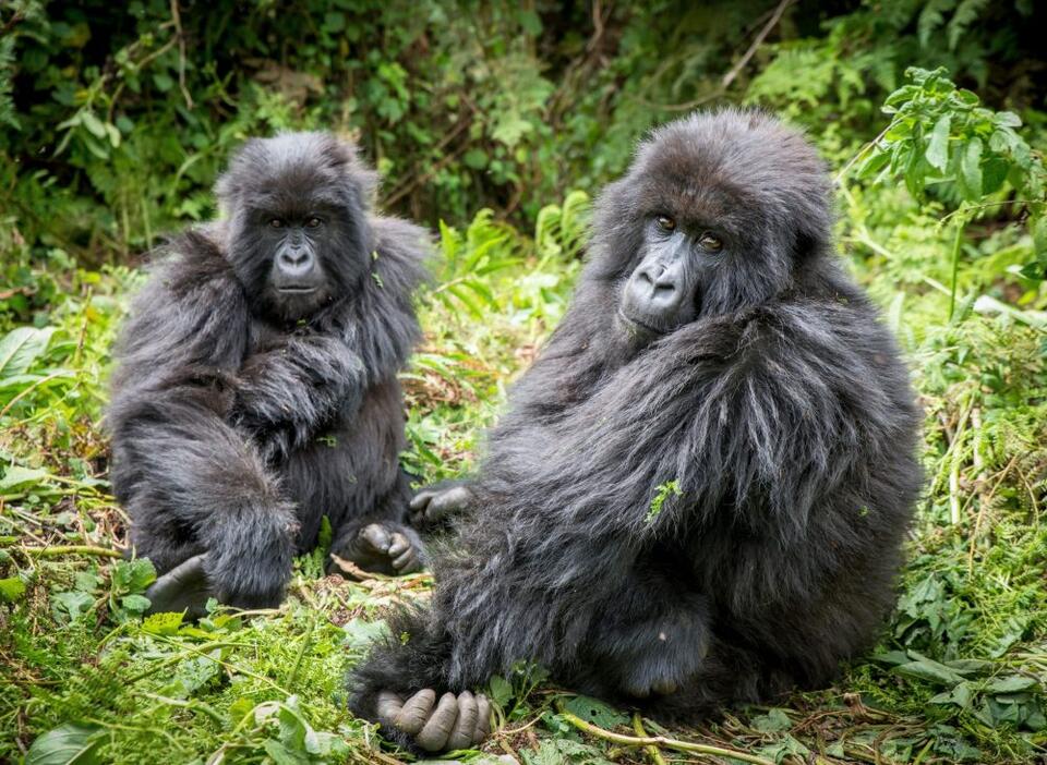 Gorilla Girl Code: No Boys from Home!