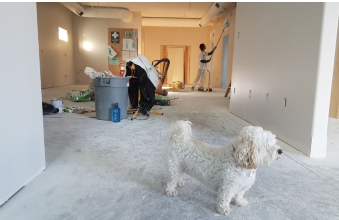 how to avoid pet damage in your rental