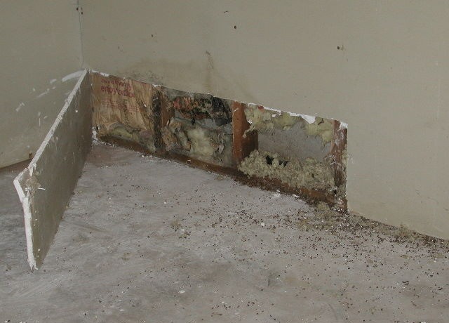 the hidden mold problem that drained my savings