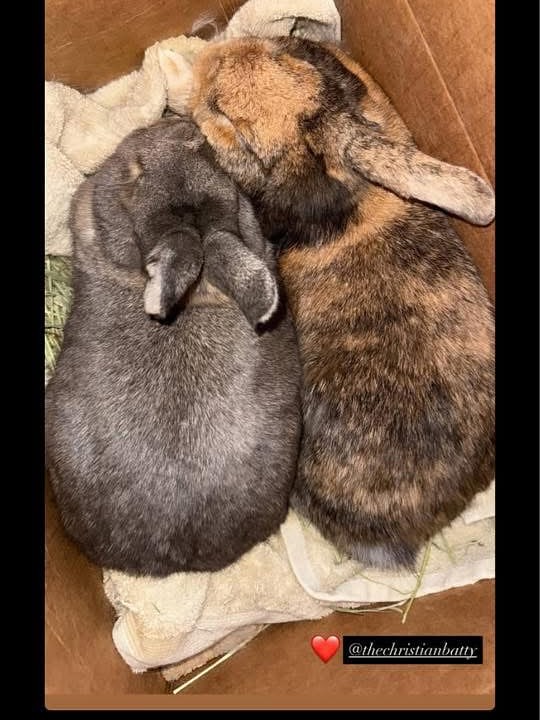 NYC’s Anna Delvey photoshoot sparks bunny rescue
