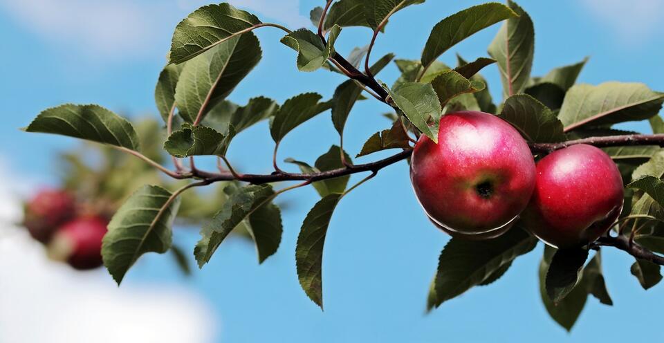 8 Fruits That Supercharge Your Brain