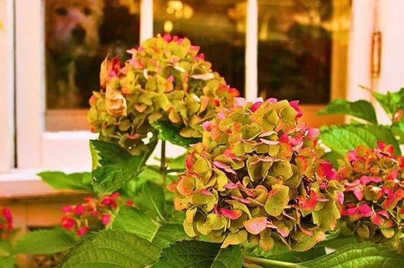 Hydrangea Hack for Fluffier Blooms!