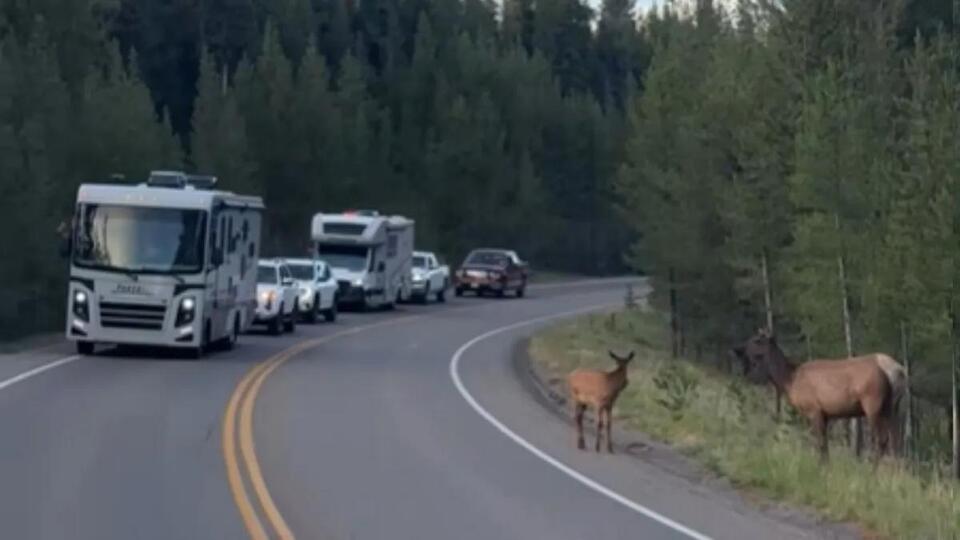 Yellowstone’s cutest traffic jam ever
