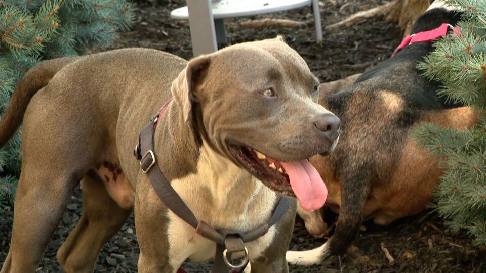 Pittsburgh pit bull leads to a real-life rescue