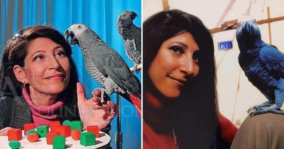Parrot Outsmarts Us All With Existential Question