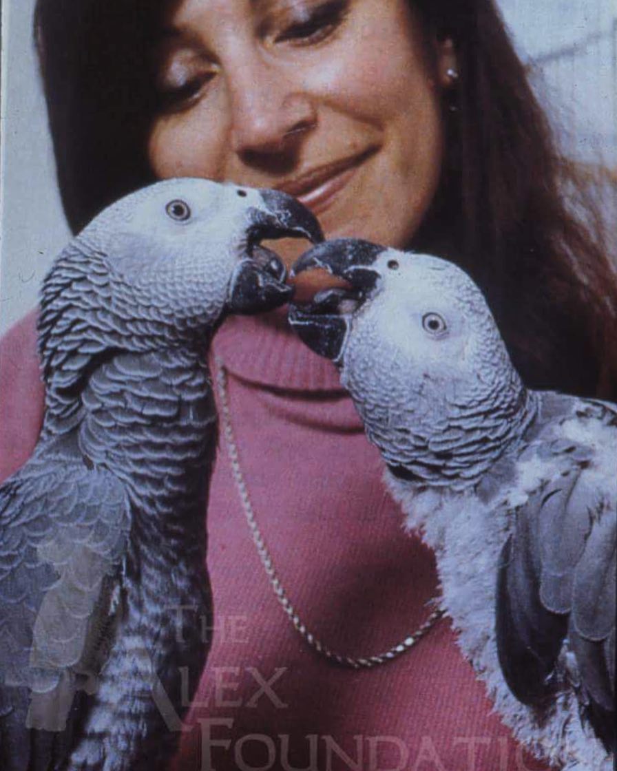 Parrot Outsmarts Us All With Existential Question