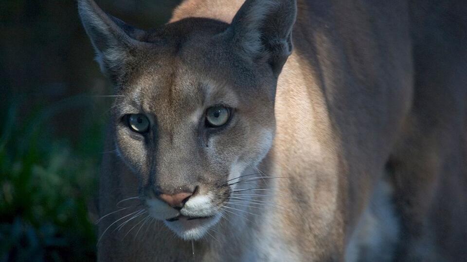 How Texas pumas saved Florida’s wild cats