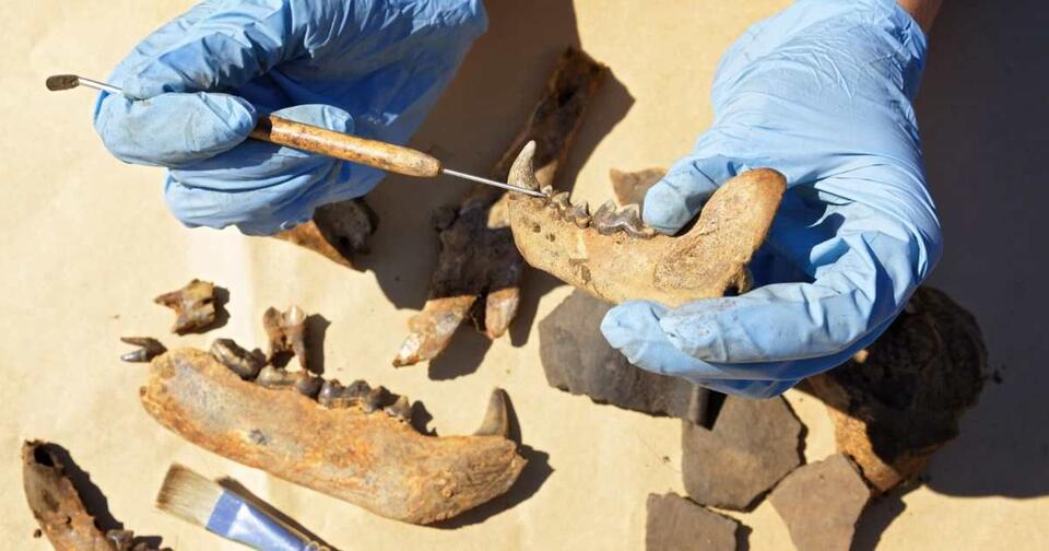 Ancient Teeth Spill Human Evolution Secrets