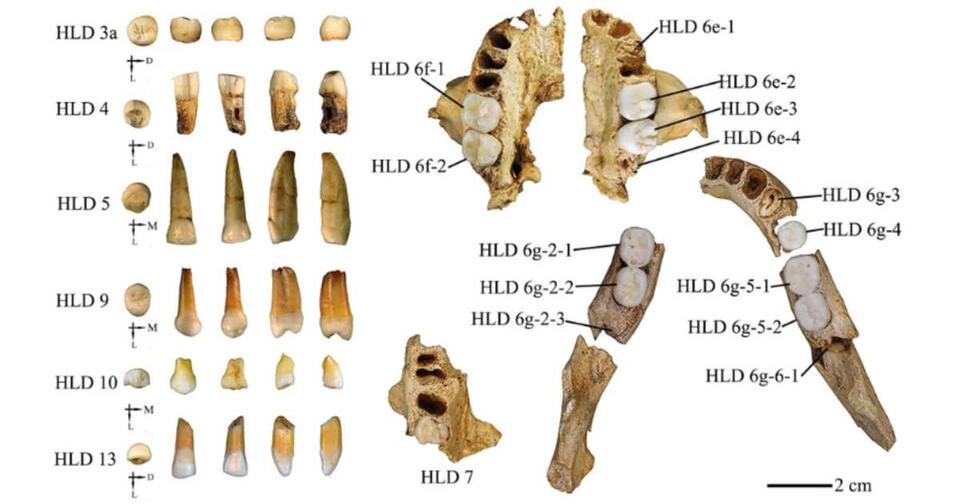 Ancient Teeth Spill Human Evolution Secrets