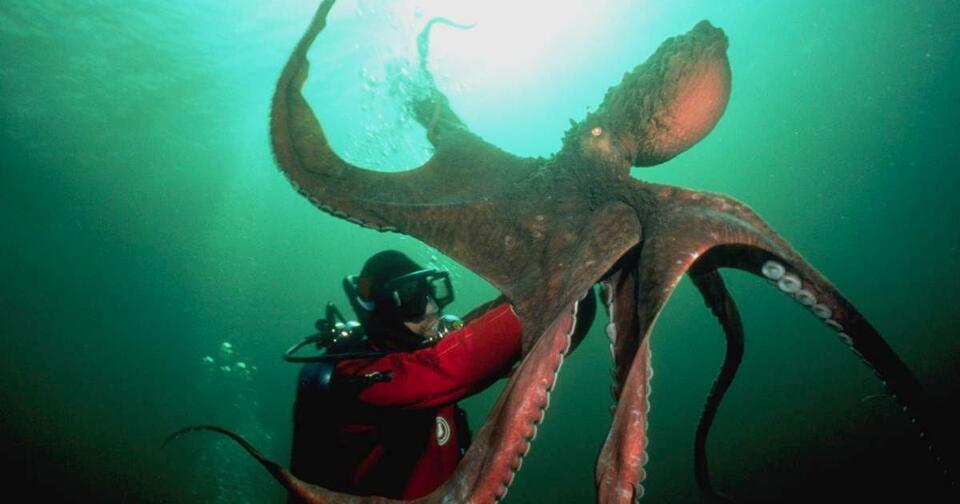 Octopus Throws Shade at Lazy Fish