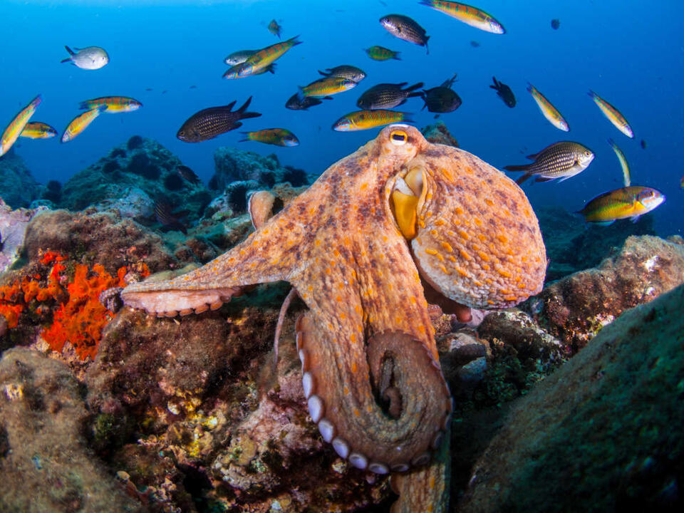 Octopus Throws Shade at Lazy Fish