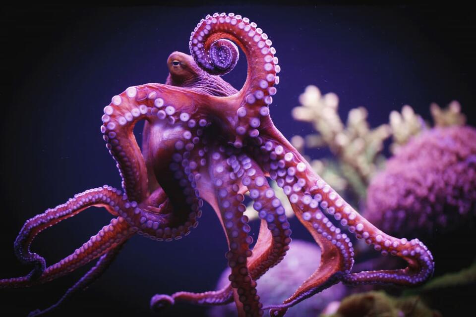 Octopus Throws Shade at Lazy Fish
