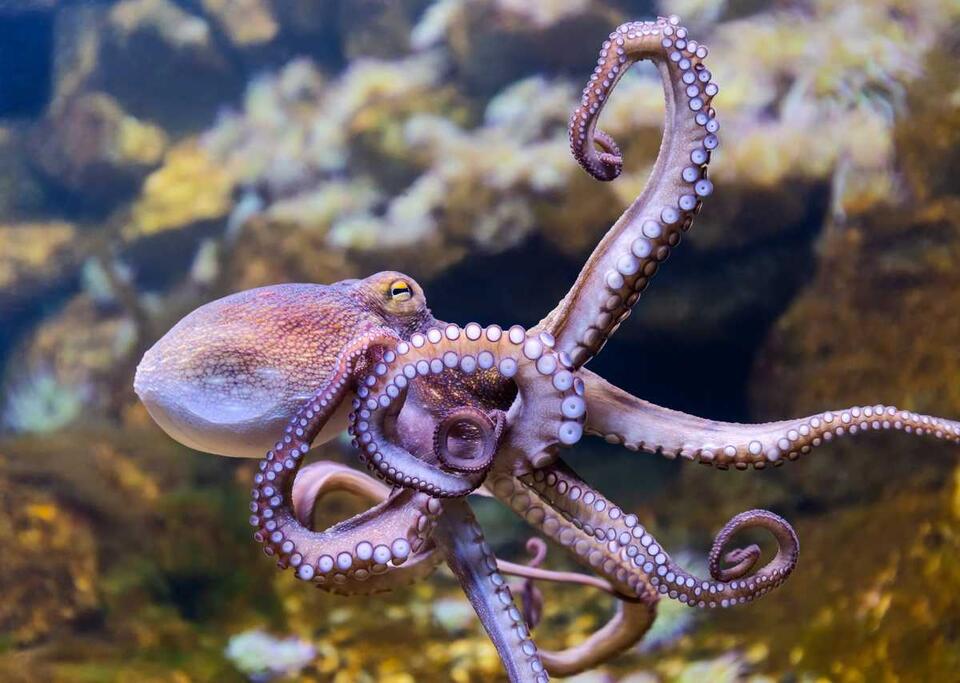 Octopus Throws Shade at Lazy Fish