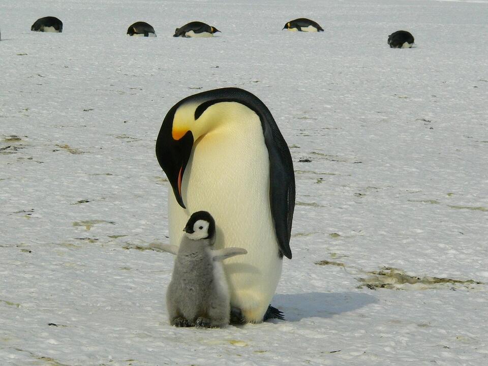 Antarctica’s Ice Just Did the Unthinkable