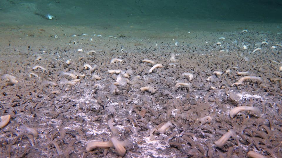 Deepest Ocean Life Found—And It’s Wild