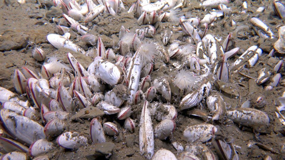 Deepest Ocean Life Found—And It’s Wild