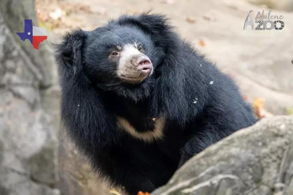 Abilene’s new sloth bear is here!