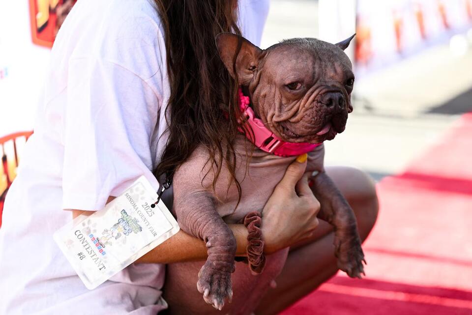 Meet Petunia: The World’s Ugliest Dog!