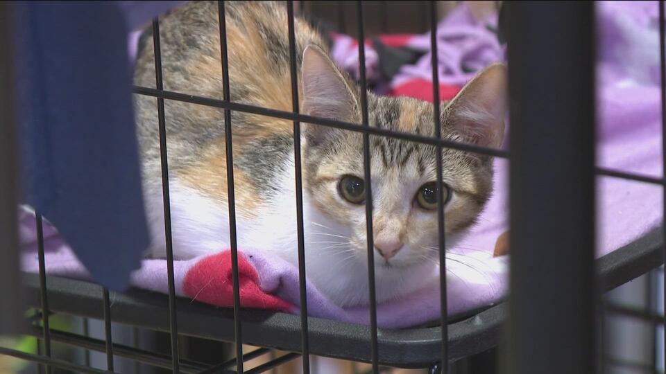How Fayetteville is saving birds and cats