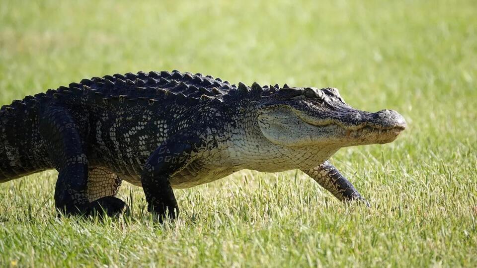 Alligators make a comeback in Fort Worth