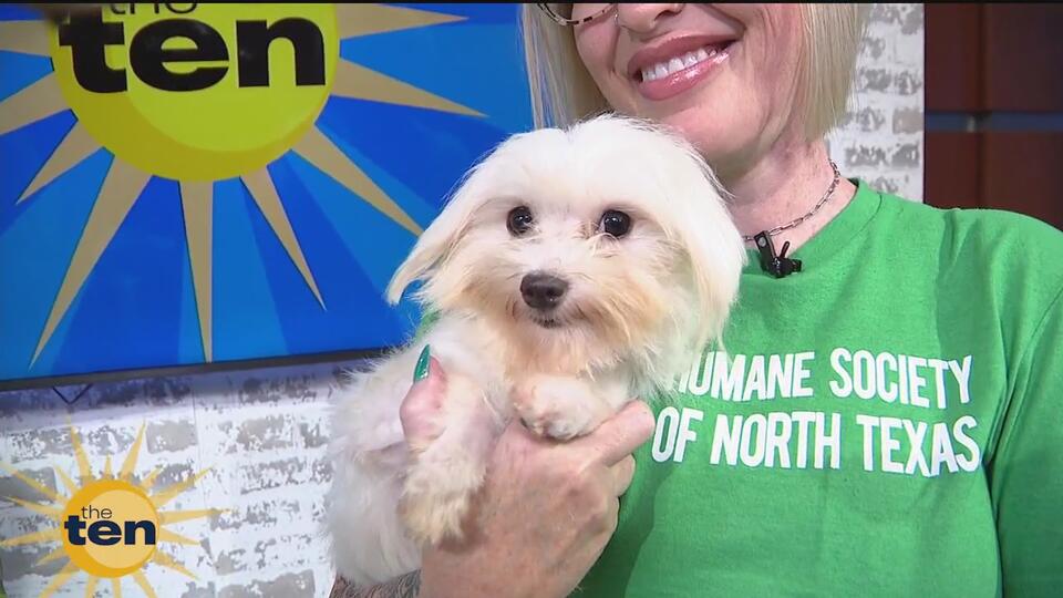 Maltese rescue pups ready for new homes in Fort Worth