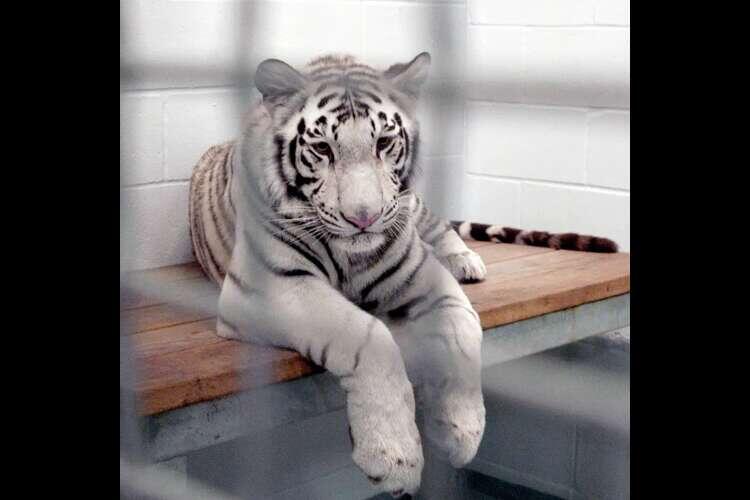 Houston mourns Marina, the Downtown Aquarium tiger