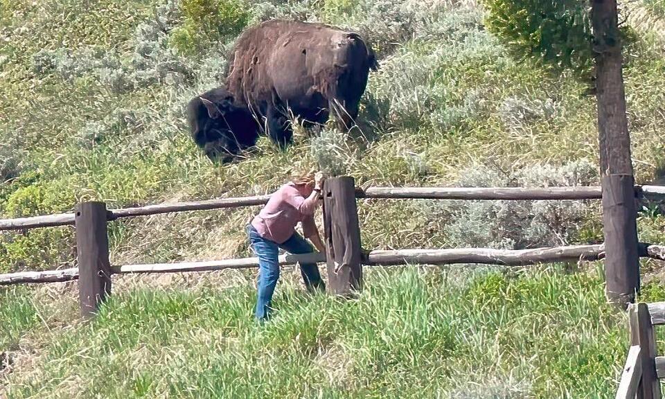 Would You Risk It With a Yellowstone Bison?