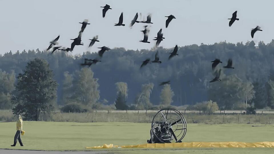 Humans Teach Endangered Birds to Fly Again