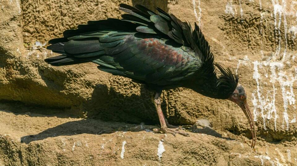 Humans Teach Endangered Birds to Fly Again
