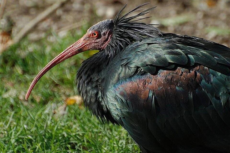 Humans Teach Endangered Birds to Fly Again