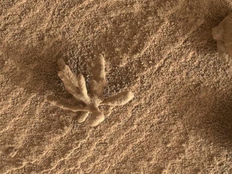 Mars Just Dropped Its Own Flower Power